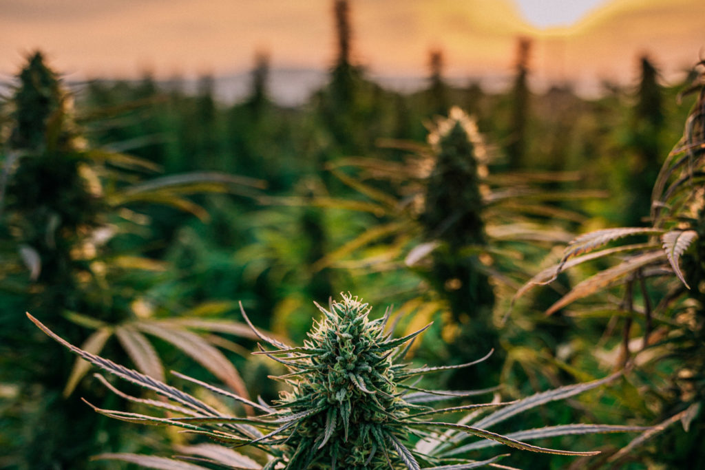 How to Grow Weed in the Apocalypse