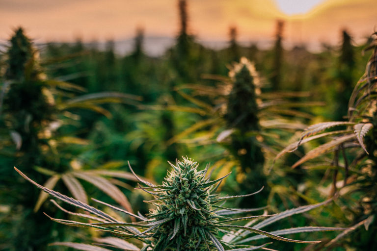 How to Grow Weed in the Apocalypse