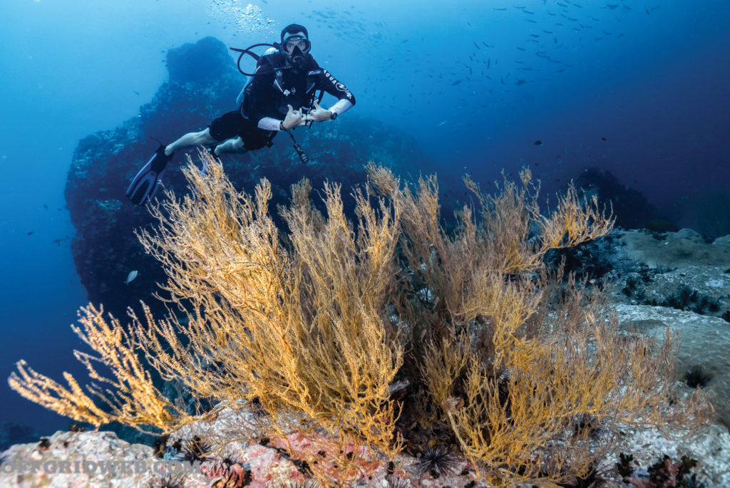 Bucky Pratt diving