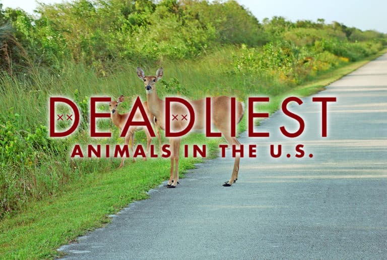 Infographic: The Deadliest Animals in the United States