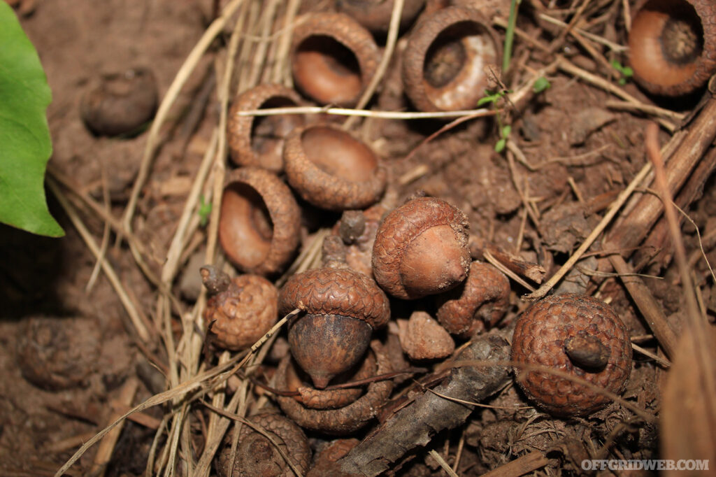 Photo of a pile of acorns lying on the forest floor.