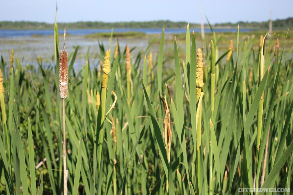 Photo of a cluster of cattails growing near the edge of a pond.
