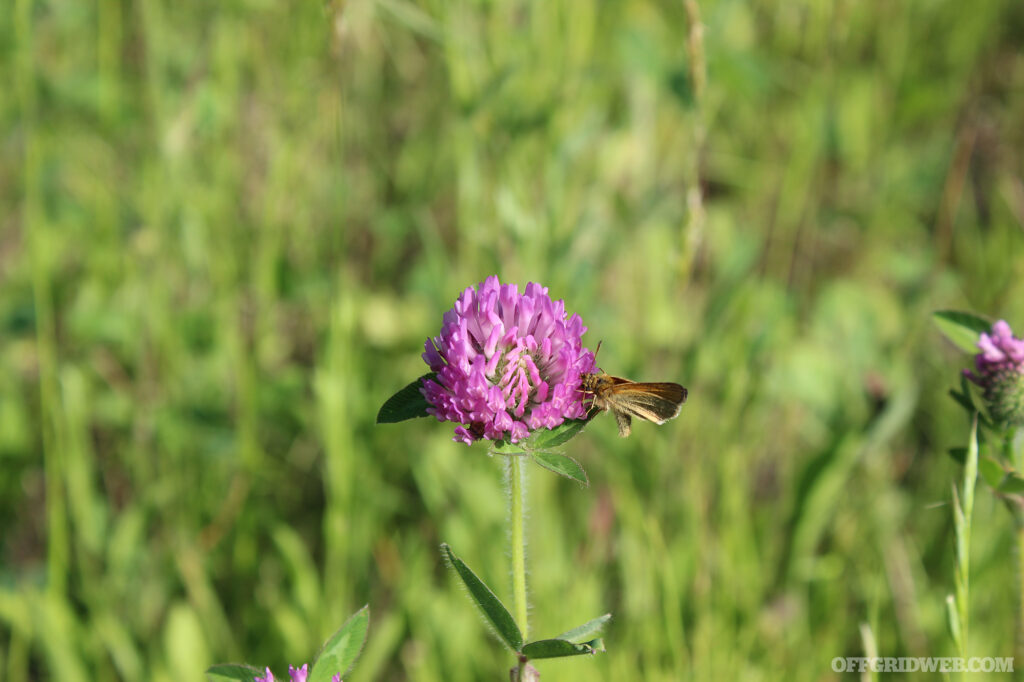 Photo of a purple clover flower with a a small moth feeding from the necter.