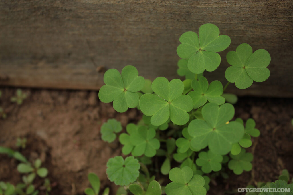 Photo of green clover leaves.