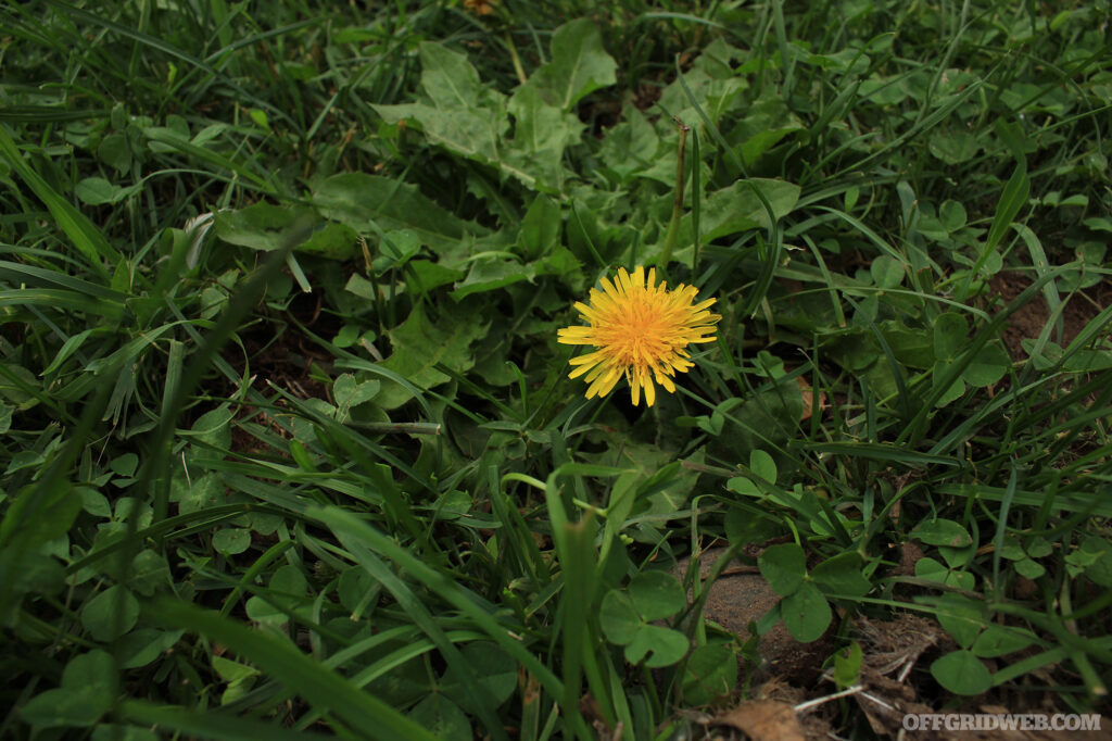 Photo of a dandelion growing in a grassy patch.