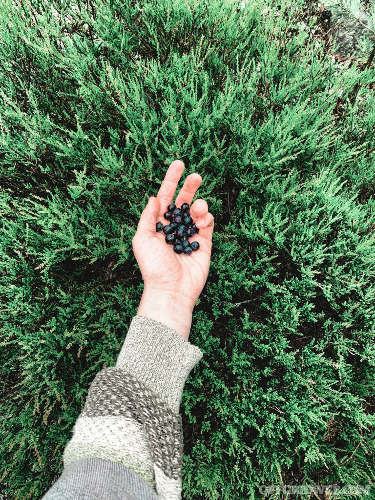 Photo of a hand holding freshly picked wild berries.