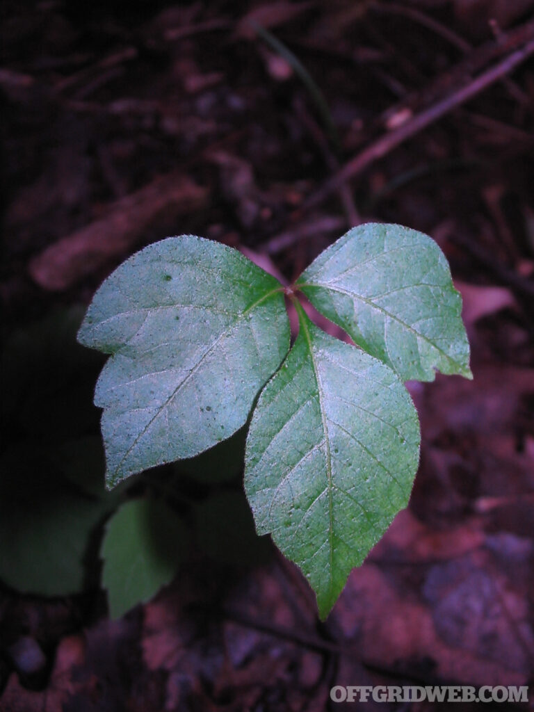 Photo of poison ivy growing on the forest floor.