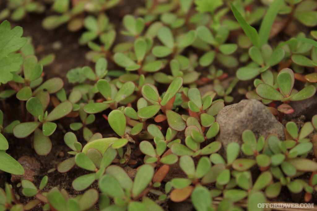 Photo of the succulent purslane growing in a garden.