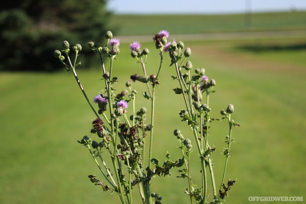 Photo of a a cluster of thistle flowers growing in a grassy field. Thistle is a versatile wild edible and worth adding to the survival botany list of plants to learn.