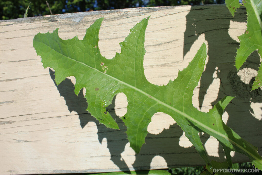 Photo of a single thistle leaf.