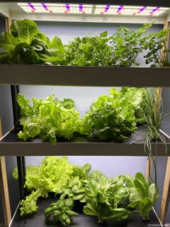 Hydroponic Gardening: Indoor Survival Food