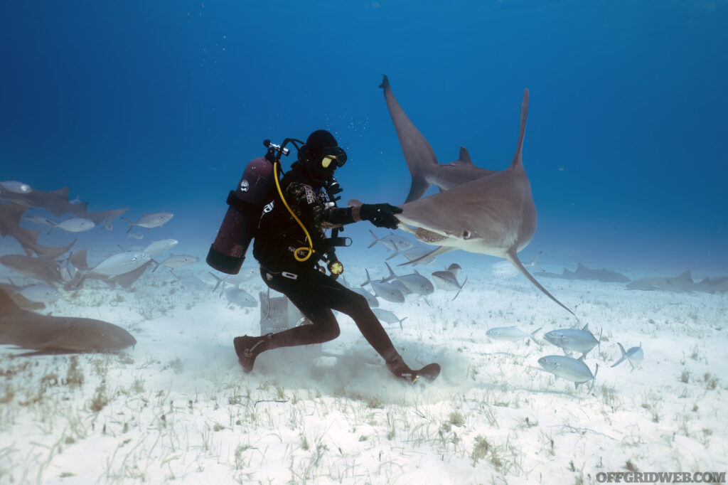 Diver interacting with a shark underwater.