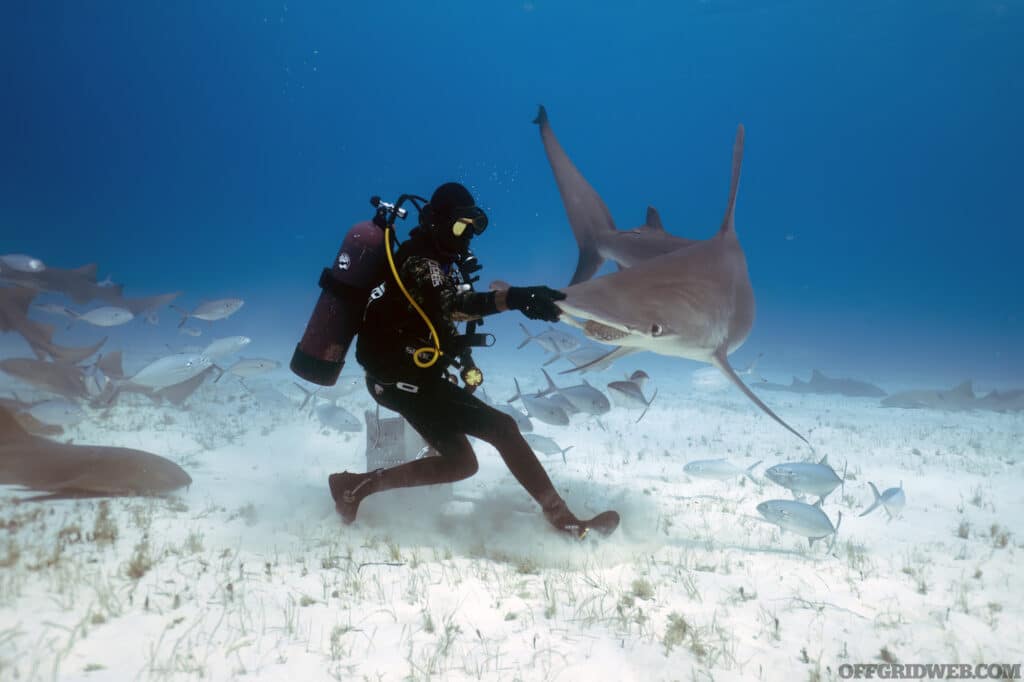 Diver interacting with a shark underwater.