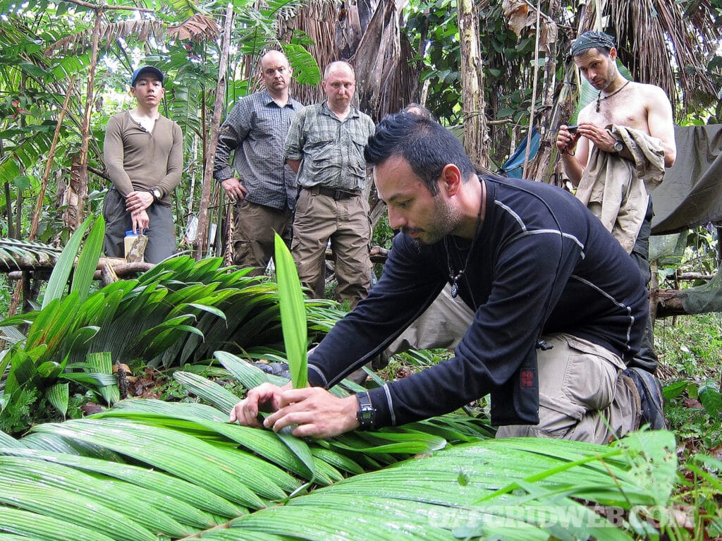 Reuben in the jungle