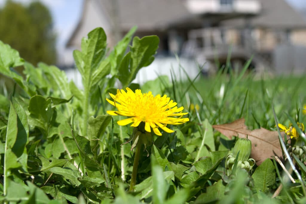 Dandelion on a lawn