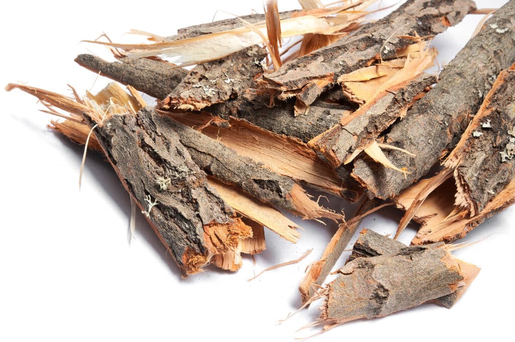 Willow bark Foraging