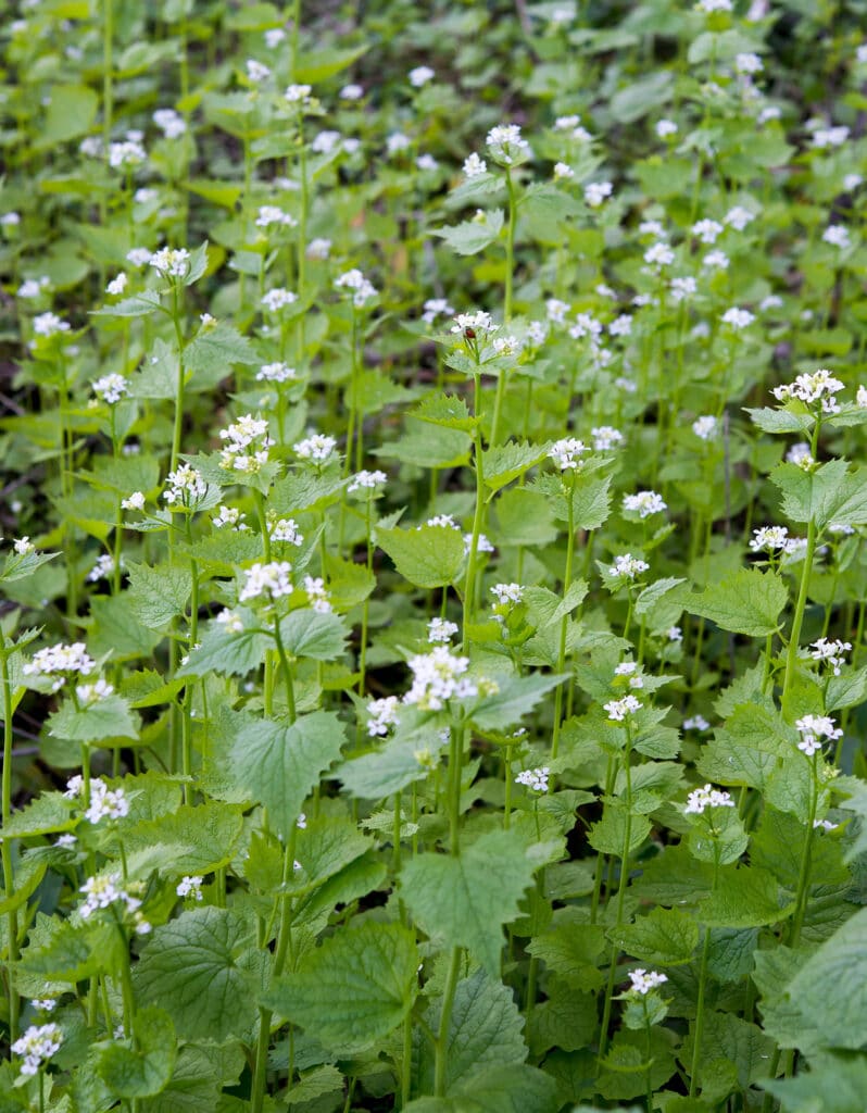 foraging garlic mustard