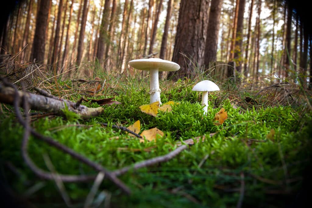 Destroying angel muhroom