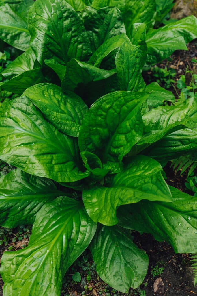 Foraging Skunk cabbage