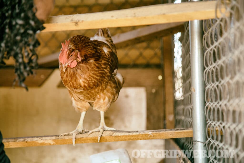 Chicken off grid