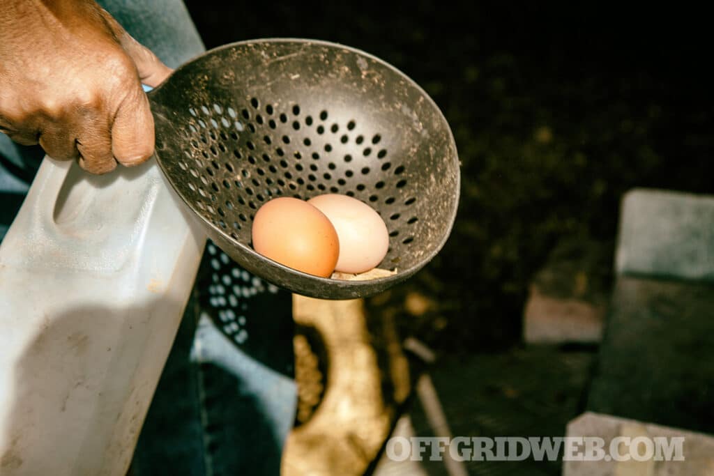 fresh eggs in a homestead