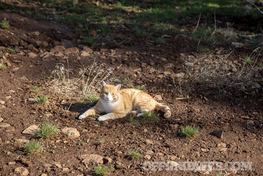 Homestead cat