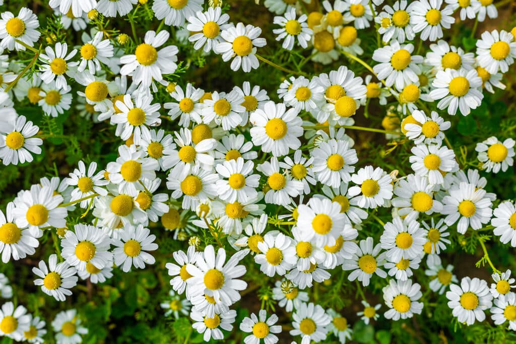 Medicinal plant chamomile