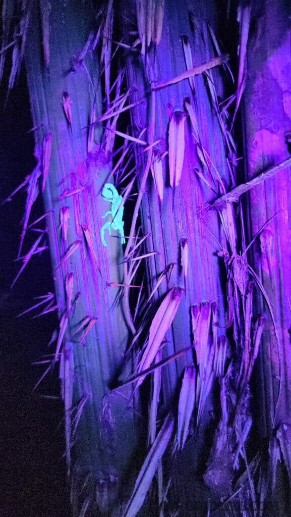 scorpion in the amazon jungle