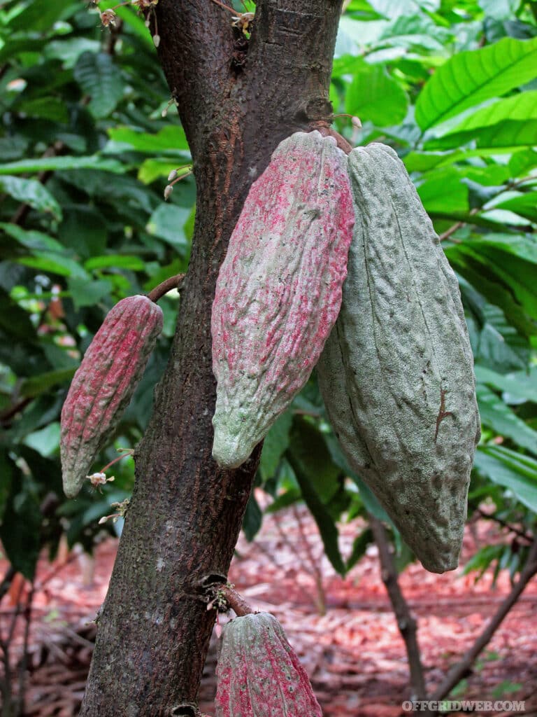 The pod that produces the chocolate seeds.