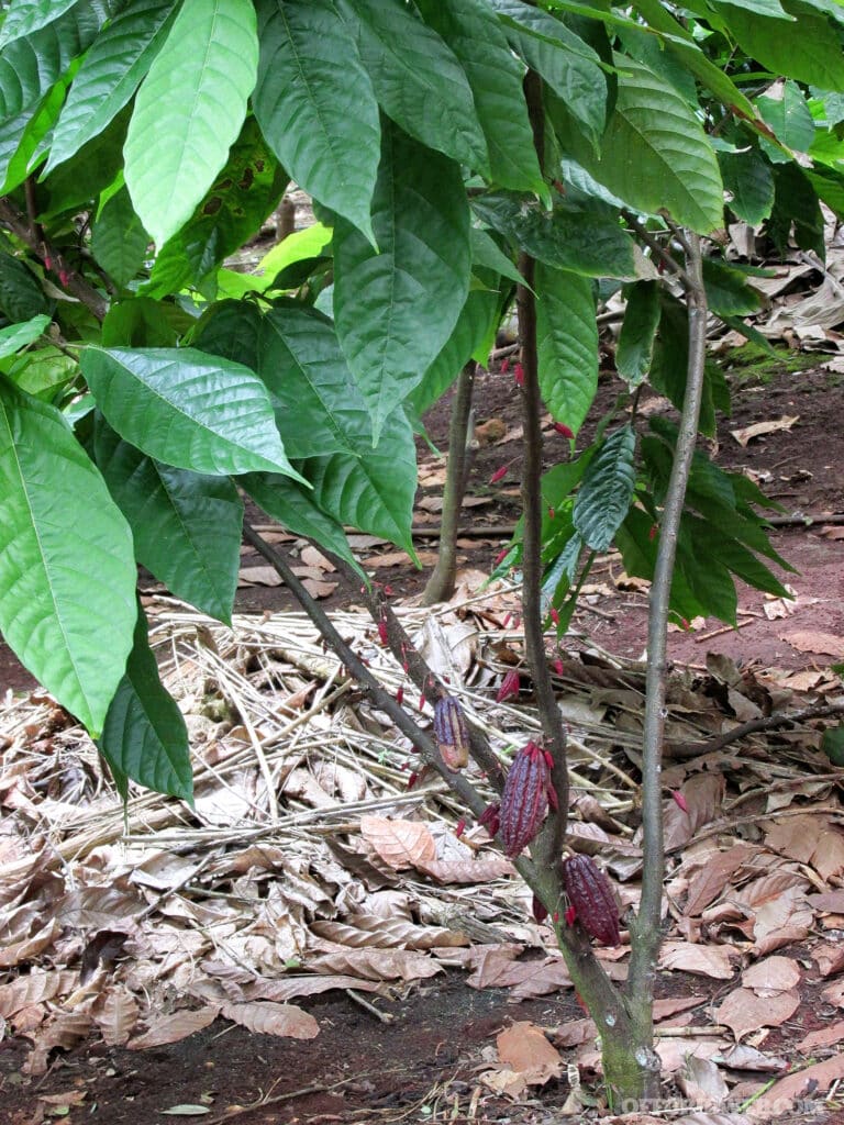 The cacao plant.