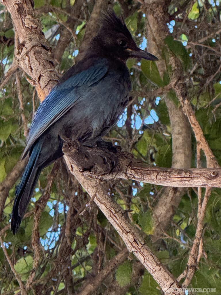 Wildlife abounds in the park; the observant will have the opportunity to spot many species, like this Steller’s jay.