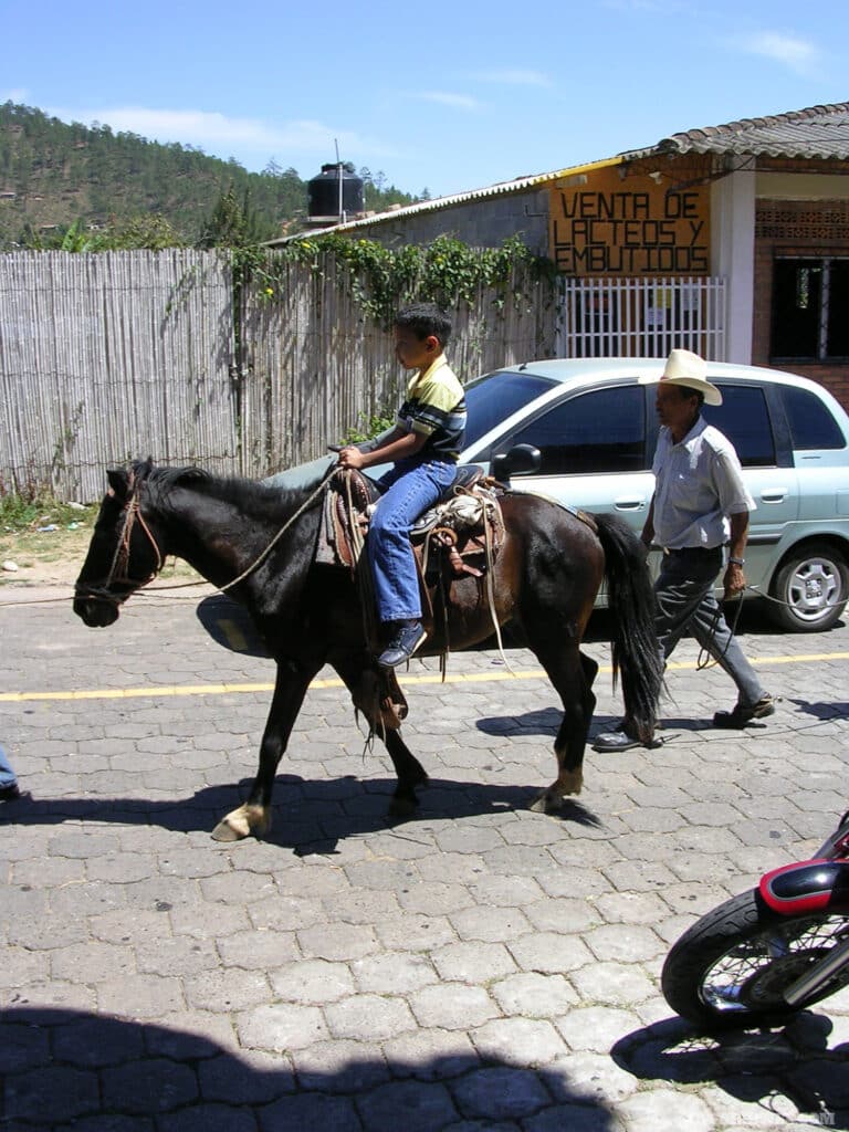 Having a simple understanding about local laws can go a long way. In many places, livestock animals are extremely valuable and should not be endangered or harassed.