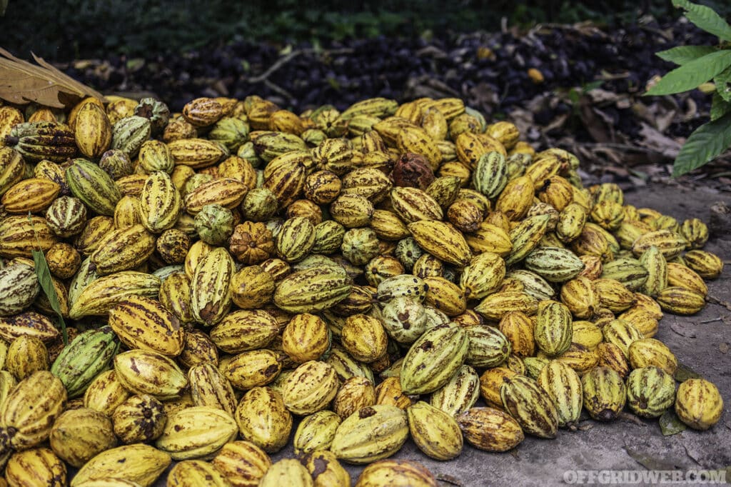 A pile of ripe organic Cacao fruit ready to be processed into chocolate, at a farm near the City of Comalcalco, Tabasco State, Mexico.