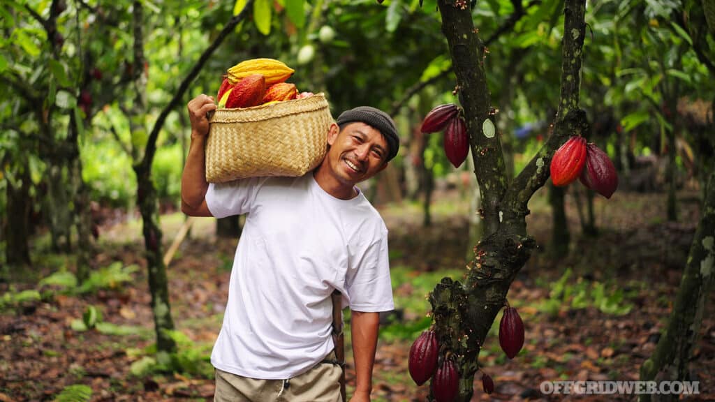 An Indonesian orchard of cocoa being harvested.