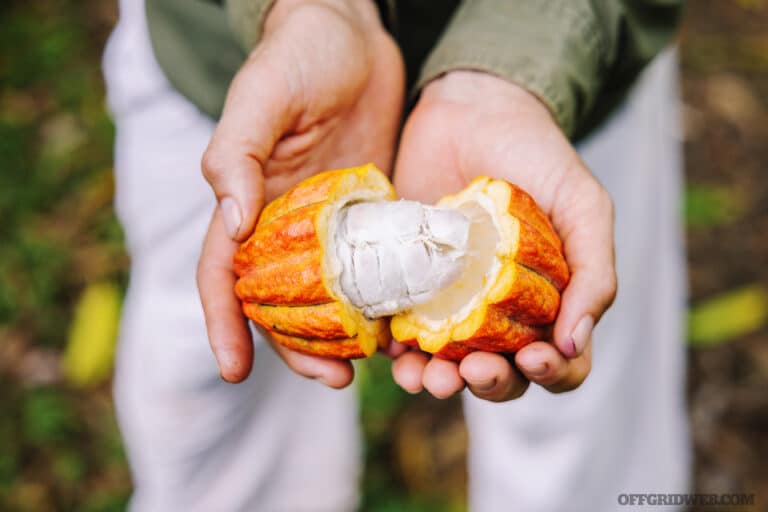 Theobroma cacao harvested on Kauai on a small farm, ultimately to be harvested and processed for chocolate. Shot on Kauai of the Pacific Hawaiian islands.