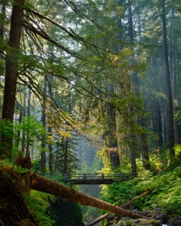 Olympic national park