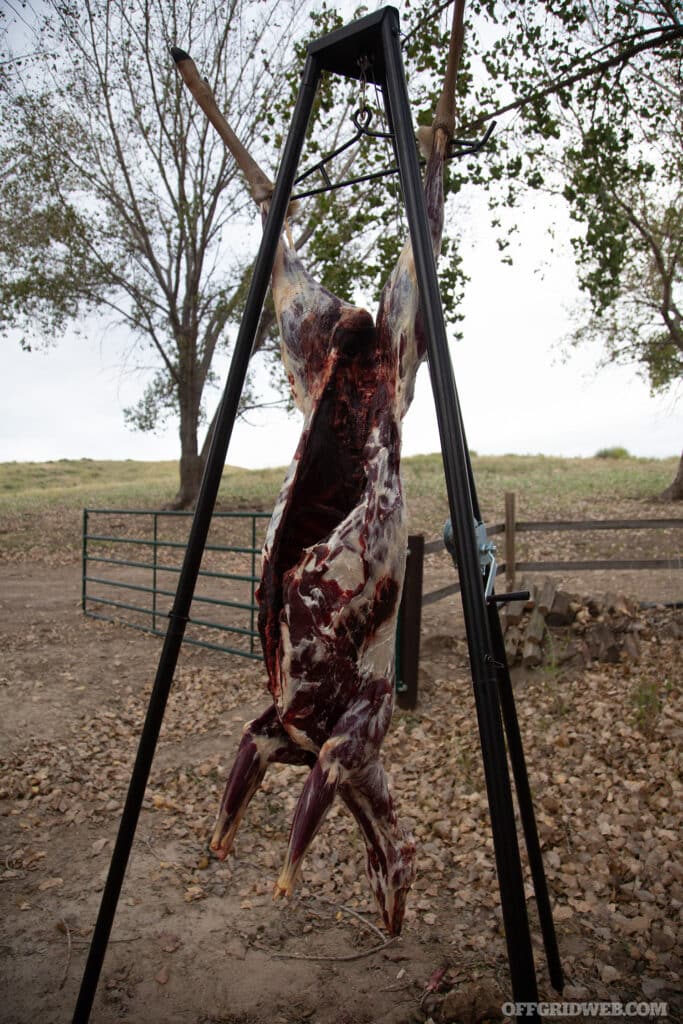 air drying meat after a hunt