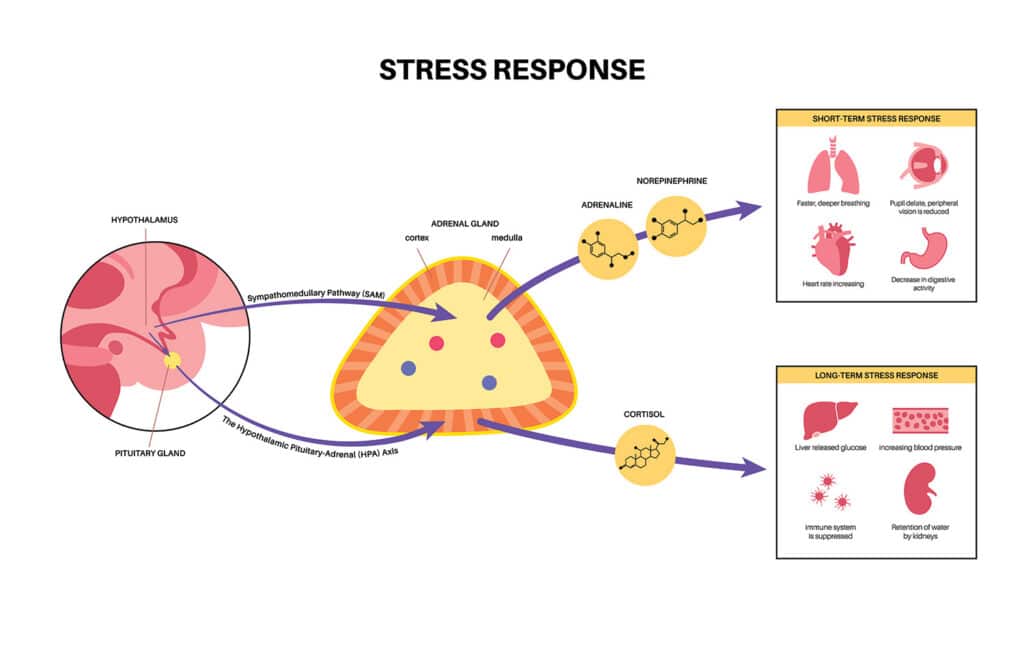 stress response