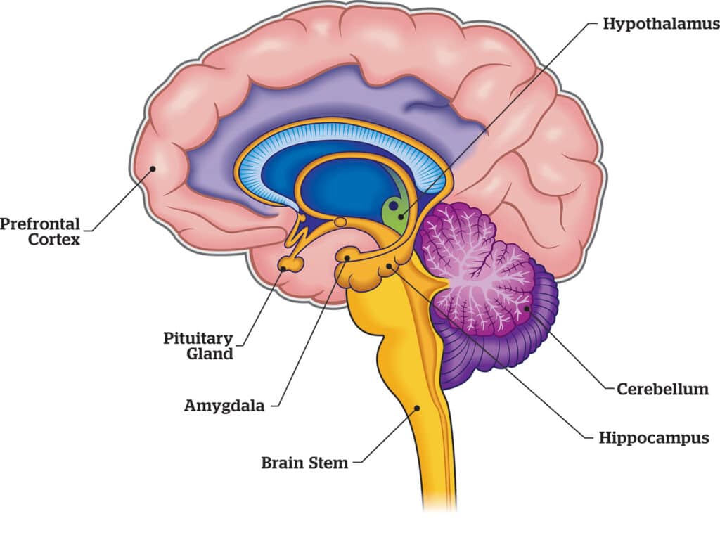 image of the human brain and parts