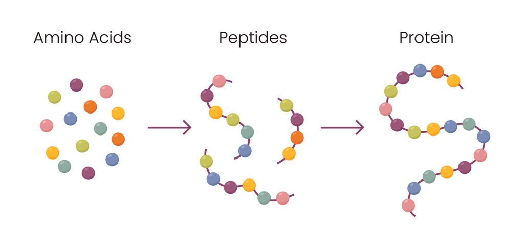 peptides diagram