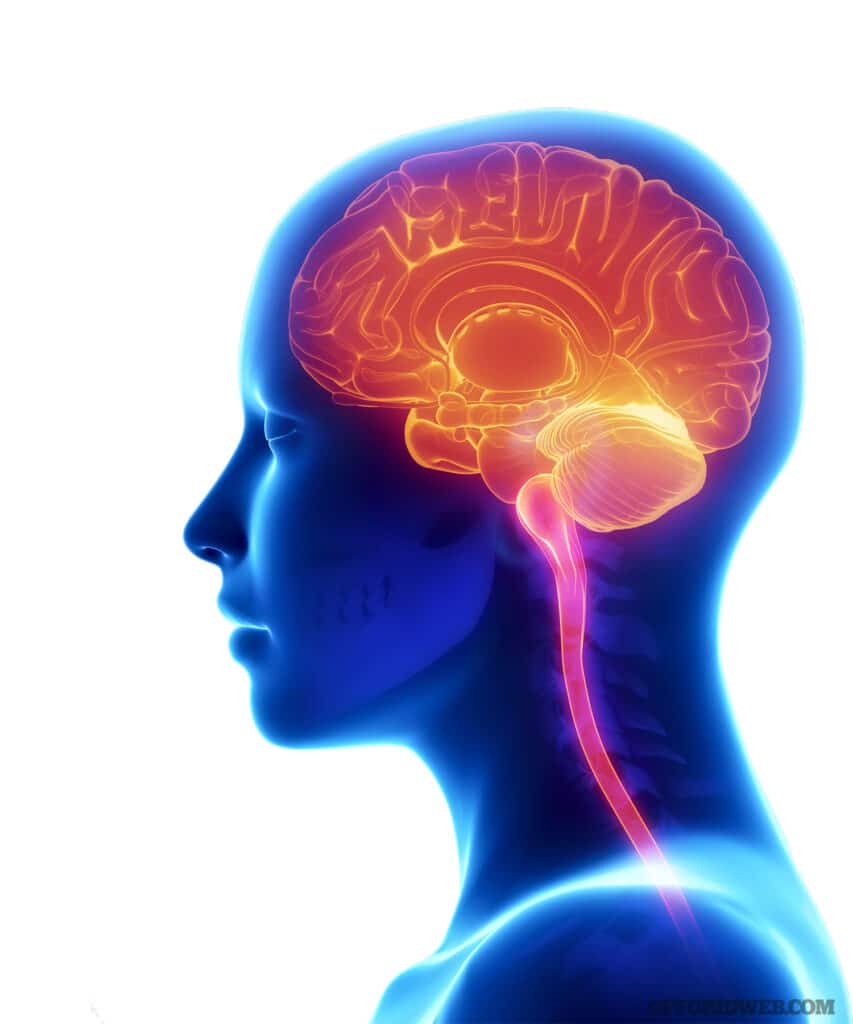 image of head and brain